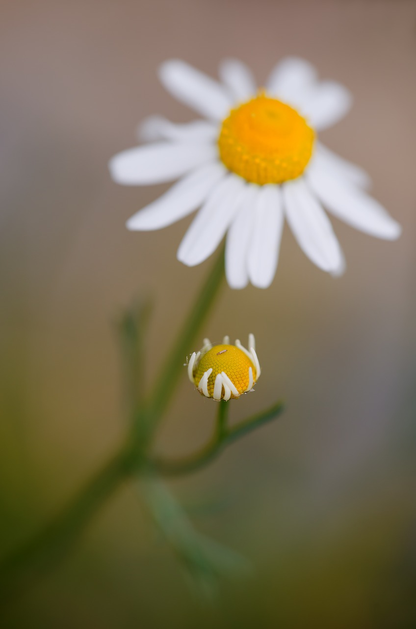 Ramunė, Matricaria Chamomilla, Tikra Ramunėlė, Gėlės, Augalas, Žiedynas, Gamta, Flora, Uždaryti, Nemokamos Nuotraukos