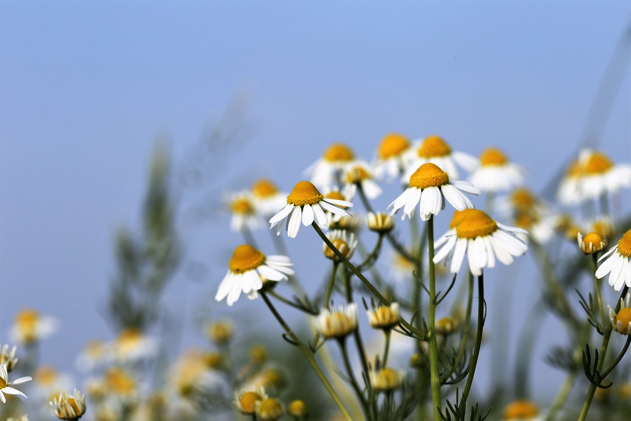 Ramunėlių,  Matricaria Chamomilla,  Žolė,  Gėlė,  Medicinos,  Pobūdį,  Meadow,  Žemdirbystė,  Floros,  Pavasaris