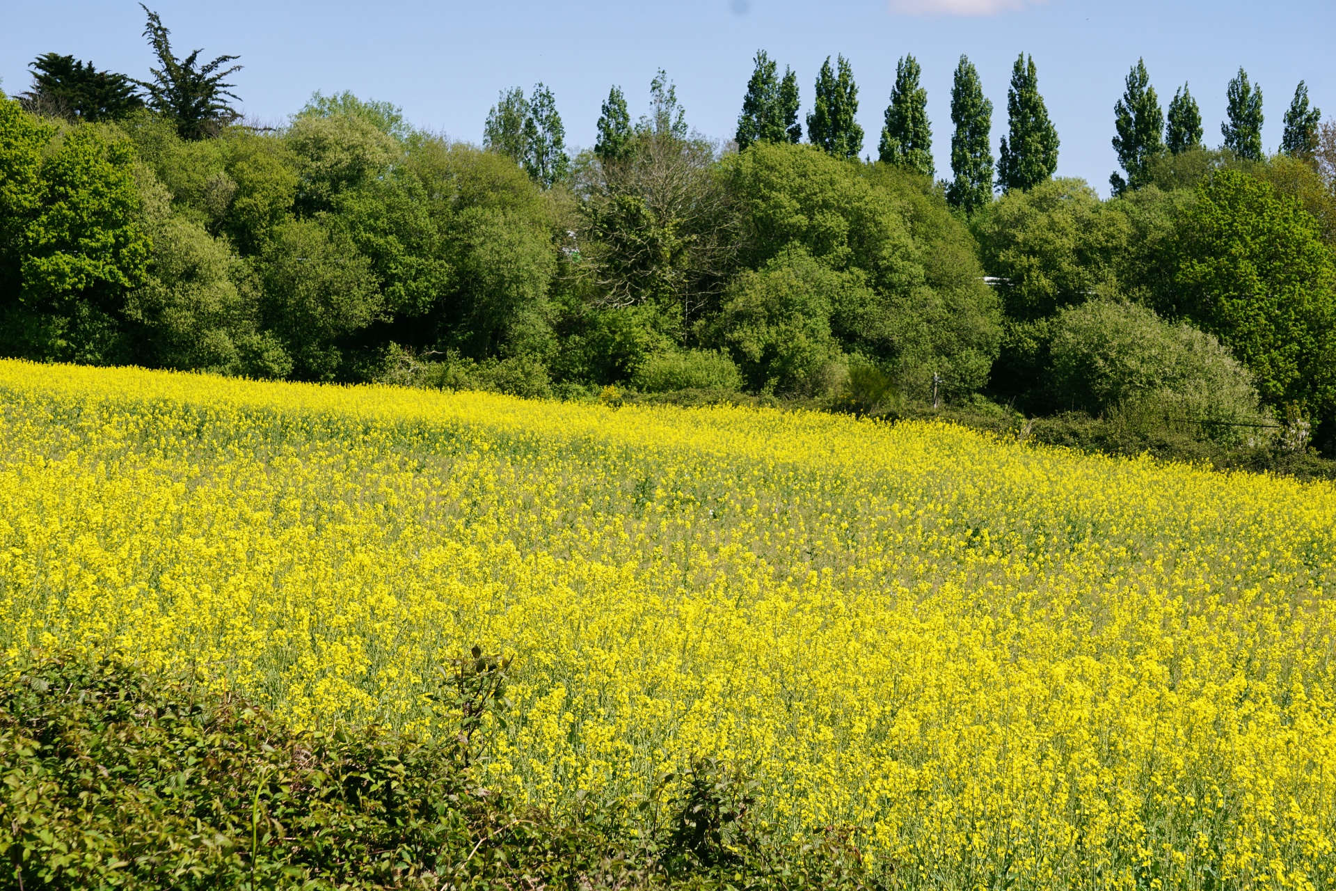 Pasėlių,  Rapsai,  Žemdirbystė,  Žemės Ūkio,  Maistas,  Geltona,  Spalvos,  Gamta,  Ūkis,  Valstiečiai