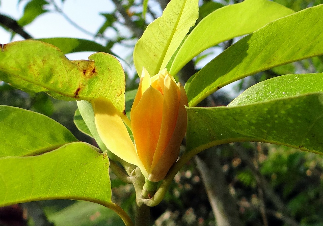 Champa, Česnakas, Magnolija Česnakas, Geltona Nefrito Orchidėja, Gėlė, Geltona, Kodagu, Indija, Nemokamos Nuotraukos,  Nemokama Licenzija