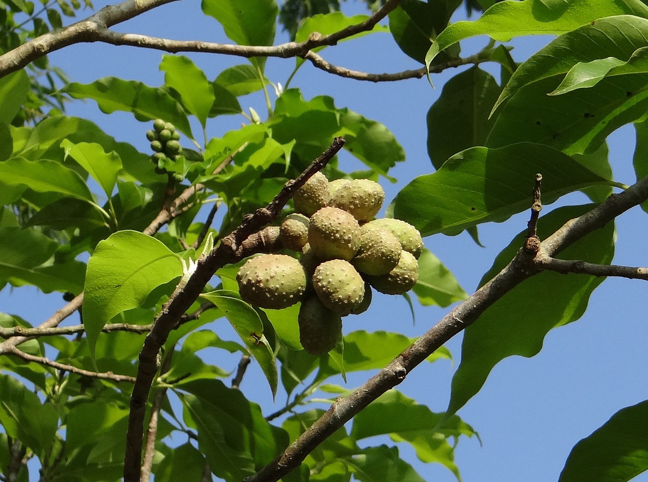 Champa, Česnakas, Magnolija Česnakas, Pašarai, Sėklos, Kodagu, Indija, Nemokamos Nuotraukos,  Nemokama Licenzija