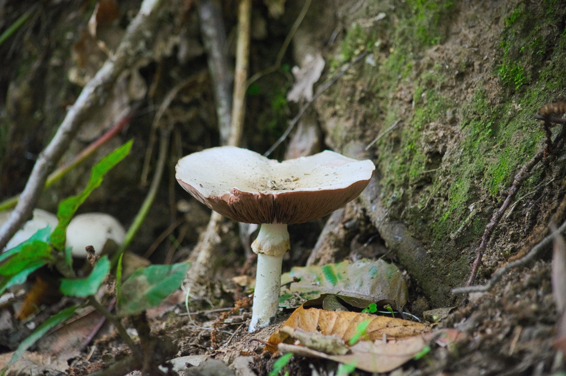 Grybai,  Amanita,  Lepionas,  Klemelle,  Valgomieji,  Gamta,  Miškai,  Ruduo,  Pomidoras,  Grybų Amanitų Šeima