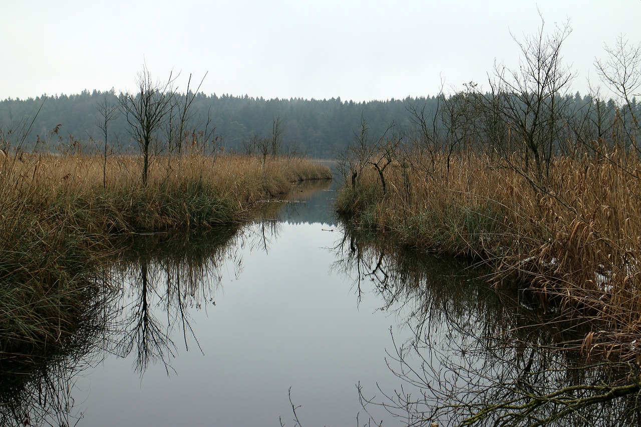 Kanalas, Nendrė, Kiauras, Vanduo, Augalas, Vandenys, Žolė, Gamta, Pelkių Augalas, Ekologinė Sistema