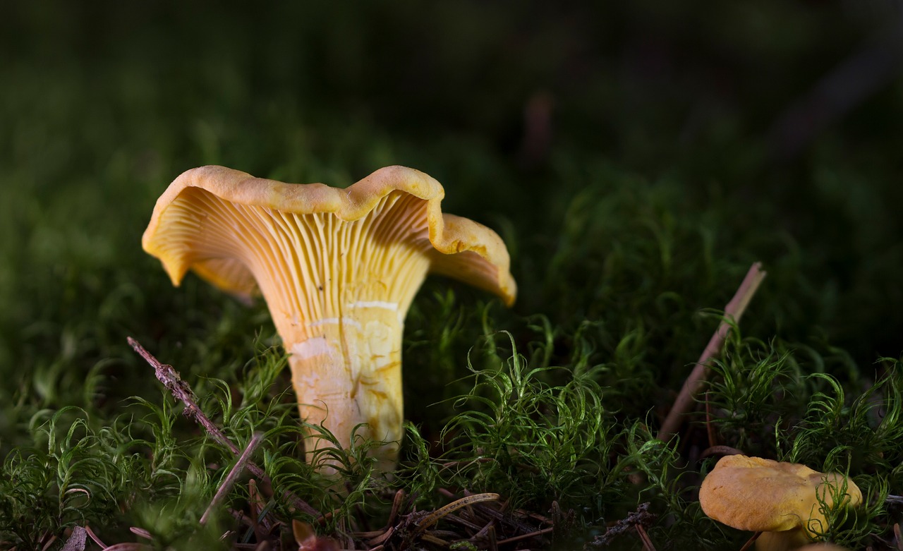 Chanterelle, Grybai, Kiaušinio Kempine, Geltona, Voverai, Cantharellus, Valgomieji, Nemokamos Nuotraukos,  Nemokama Licenzija