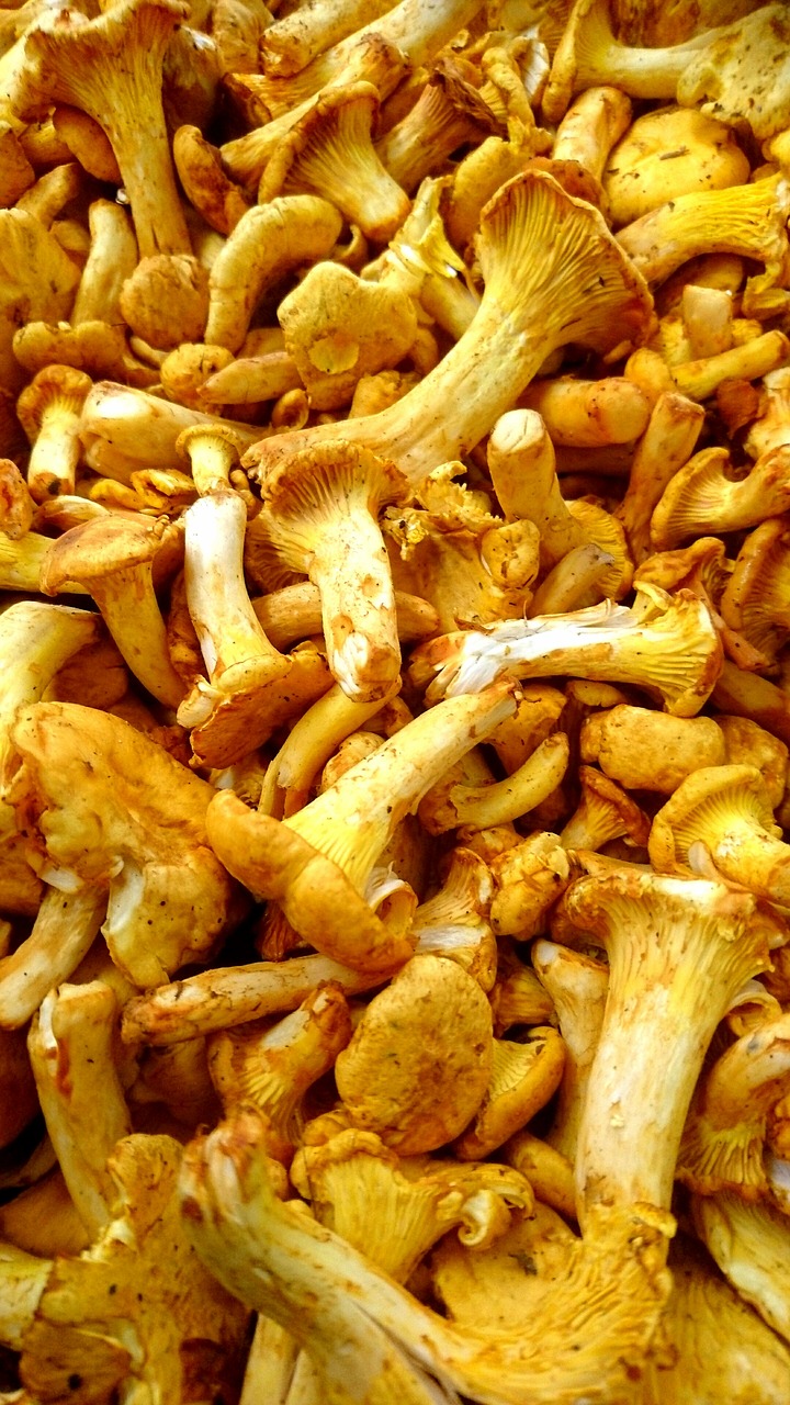 Voverai, Grybai, Chantarelle, Chanterelle, Gamta, Grybai, Išgaunamas Iš Grybelio, Nemokamos Nuotraukos,  Nemokama Licenzija