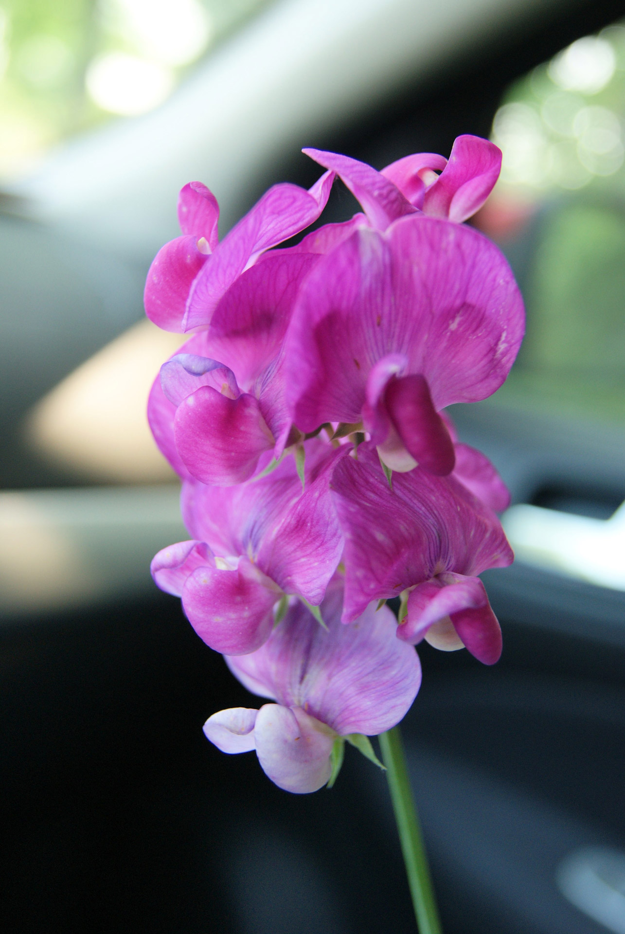 Gėlė,  Violetinė,  Žiedas,  Wildflower,  Chaosas Simetrijoje, Nemokamos Nuotraukos,  Nemokama Licenzija