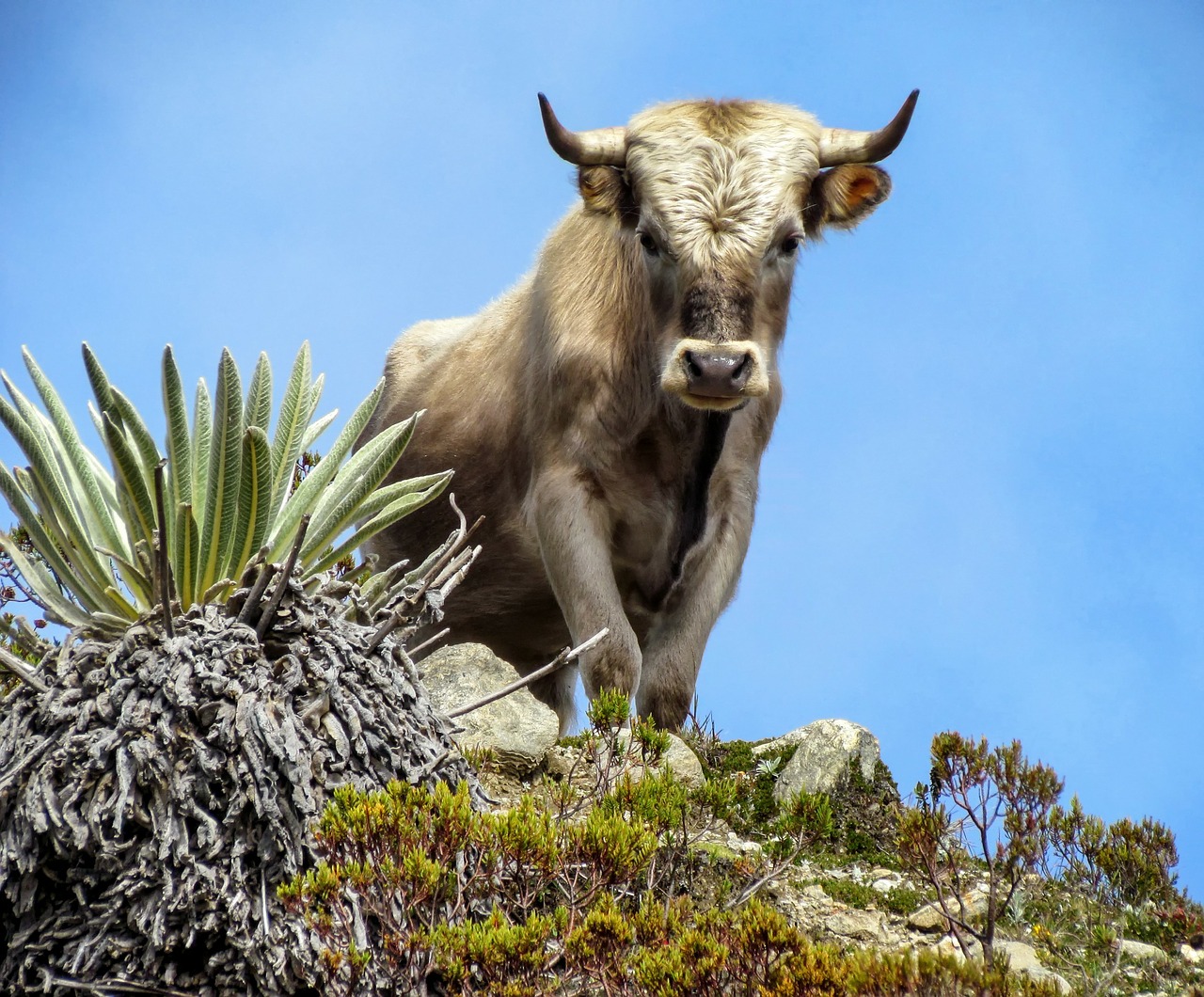 Charolais, Bulius, Galvijai, Dangus, Gyvūnas, Kalnas, Gamta, Lauke, Nemokamos Nuotraukos,  Nemokama Licenzija