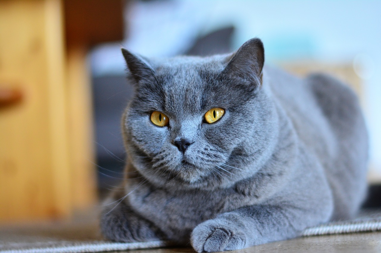 Chartreux,  Katė,  Gyvūnas,  Naminis Gyvūnėlis,  Portretas,  Naminis Katinas,  Kilnus,  Katės Išvaizda,  Laukinės Gamtos Fotografija,  Kailis