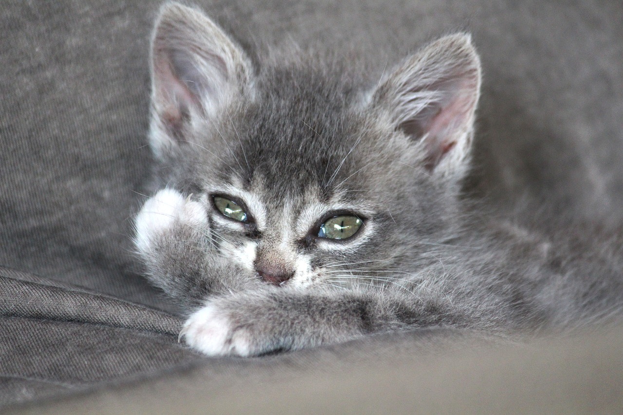 Chartreux,  Hibridinių,  Katė,  Kačių Kūdikis,  Augintinė,  Kačiukas,  Gyvūnas,  Žinduolis,  Mieze,  Jauna Gyvūnų