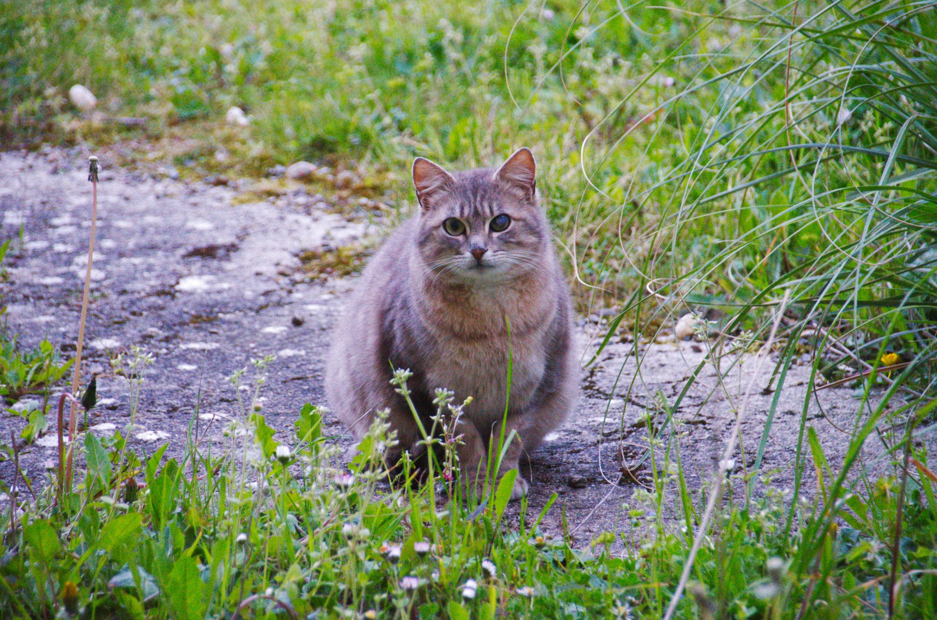 Katė,  Katė & Nbsp,  Išvaizda,  Gyvūnas,  Laukinė Gamta,  Naminis Gyvūnėlis,  Tabby,  Vienos Akies Katė, Nemokamos Nuotraukos,  Nemokama Licenzija