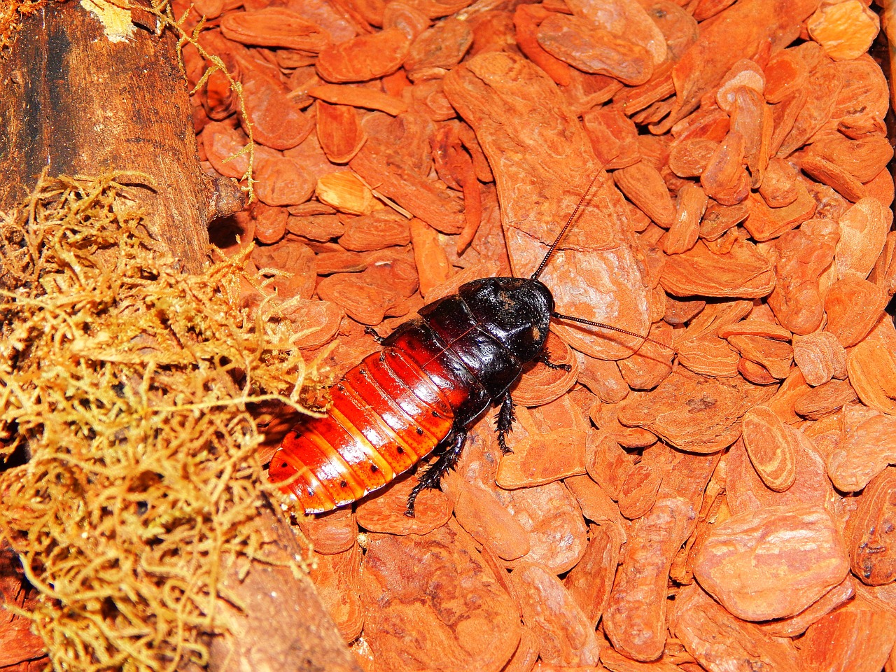 Pigus,  Madagaskaro Tarakonas,  Milžiniškas Tarakonas Madagaskaras,  Vabzdys,  Gyvūnas,  Madagaskaras,  Bestuburių Gyvūnas,  Terariumas,  Gamta,  Portentous Gromphadorhina