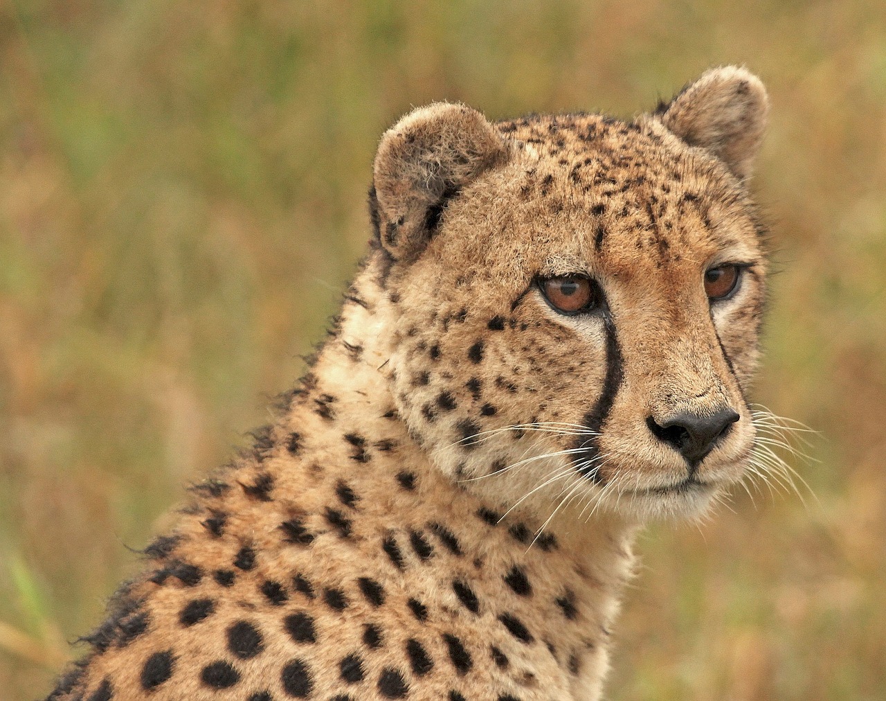 Gepardas, Cheetah Head, Laukinė Gamta, Didelė Katė, Mėsėdis, Nemokamos Nuotraukos,  Nemokama Licenzija