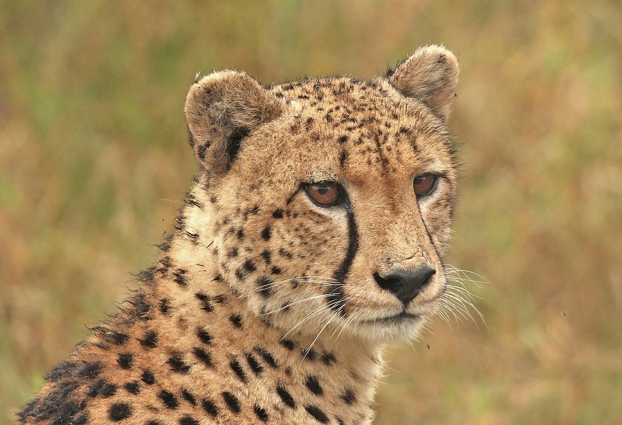 Gepardas, Cheetah Head, Didelė Katė, Laukinė Gamta, Plėšrūnas, Nemokamos Nuotraukos,  Nemokama Licenzija