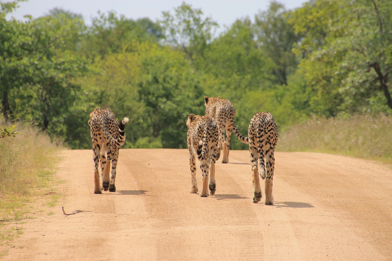 Gepardas, Kruger Nacionalinis Parkas, Laukiniai, Krueger, Laukinė Gamta, Gyvūnų Laukiniai Gyvūnai, Nemokamos Nuotraukos,  Nemokama Licenzija