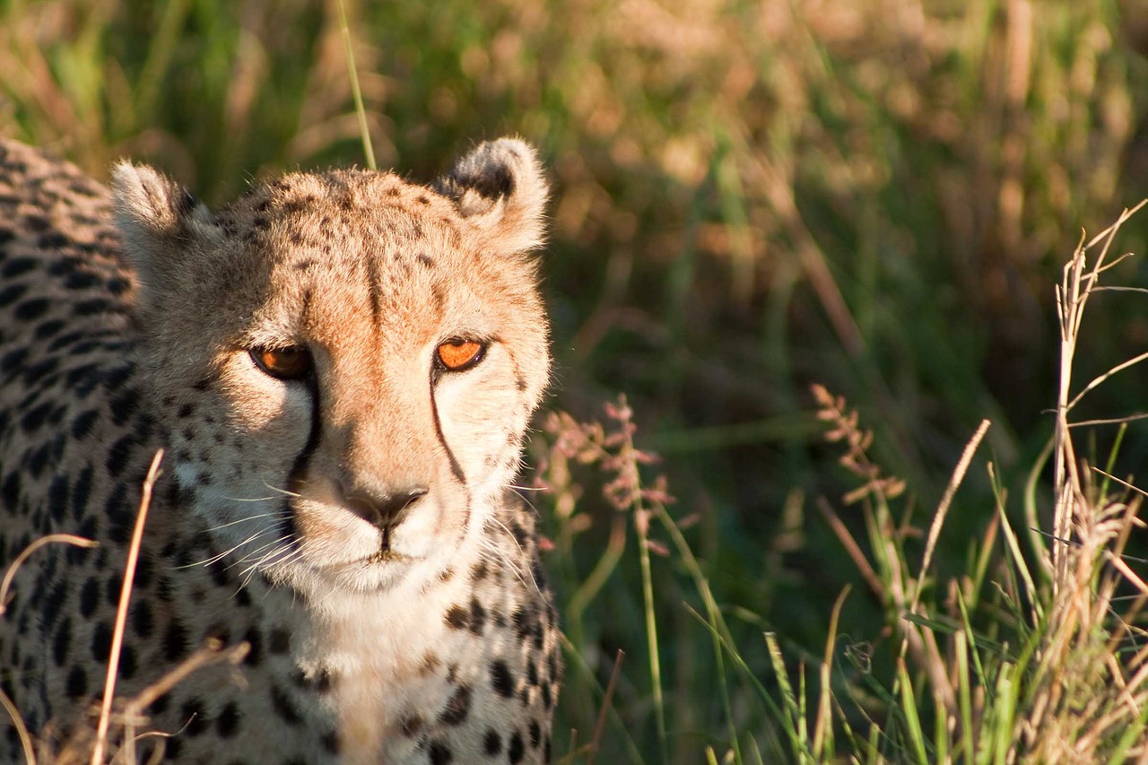 Gepardas, Kenya, Afrika, Katė, Masai, Mara, Safari, Nemokamos Nuotraukos,  Nemokama Licenzija