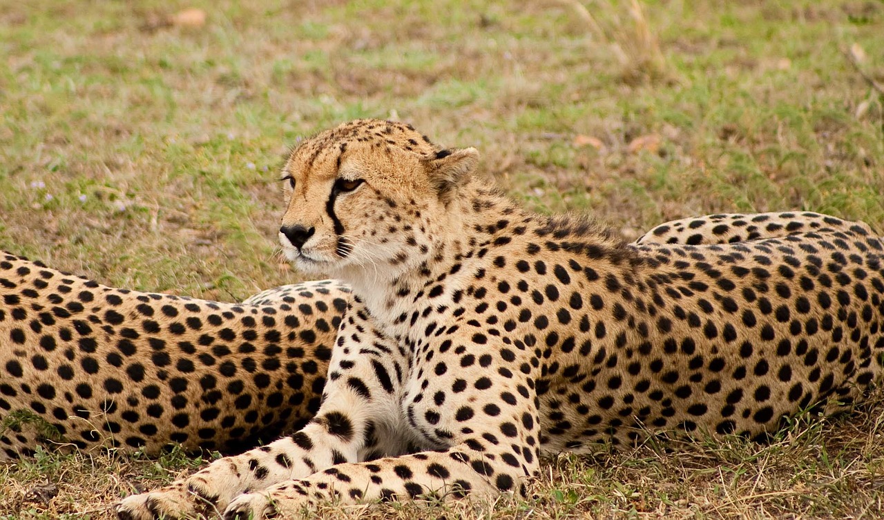 Gepardas, Didelė Katė, Laukinė Gamta, Plėšrūnas, Safari, Kenya, Nemokamos Nuotraukos,  Nemokama Licenzija