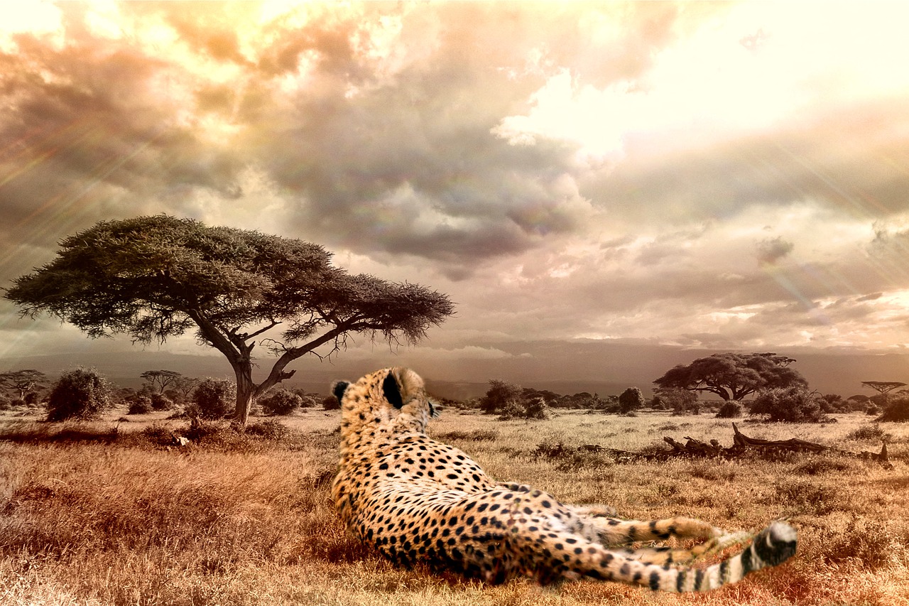 Gepardas, Didelė Katė, Laukinė Gamta, Laukinis Gyvūnas, Katė, Afrika, Kraštovaizdis, Šviesa, Gyvūnas, Žolė