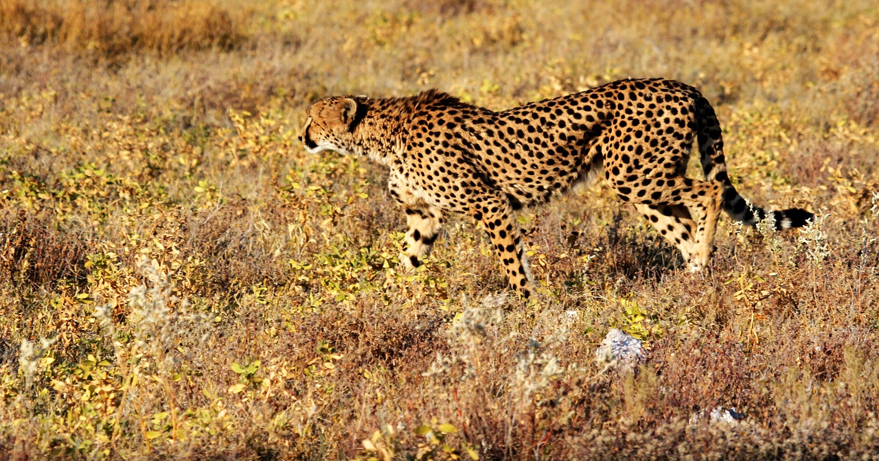 Gepardas, Etosha, Namibija, Afrika, Safari, Nemokamos Nuotraukos,  Nemokama Licenzija