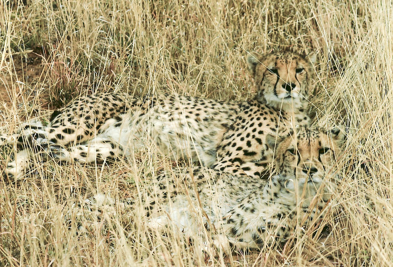 Gepardas, Medžioklė-Leopardas, Kačių, Laukinis Katinas, Laukinė Gamta, Gyvūnas, Afrika, Namibija, Safari, Laukinis Gyvūnas