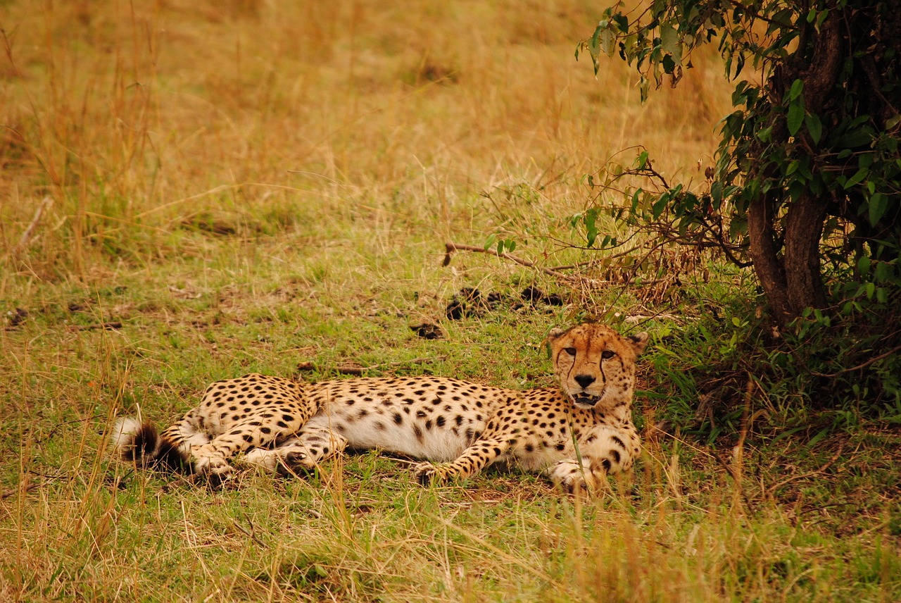 Gepardas, Kenya, Savanna, Afrika, Gyvūnas, Plėšrūnas, Nemokamos Nuotraukos,  Nemokama Licenzija