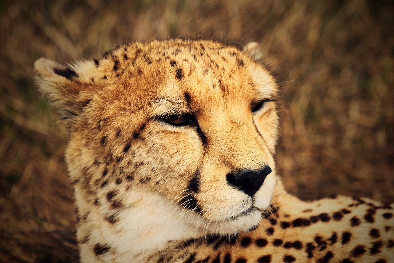 Gepardas, Laukiniai, Afrika, Fauna, Savana, Laukinė Gamta, Gyvūnai, Plėšrūnas, Nemokamos Nuotraukos,  Nemokama Licenzija