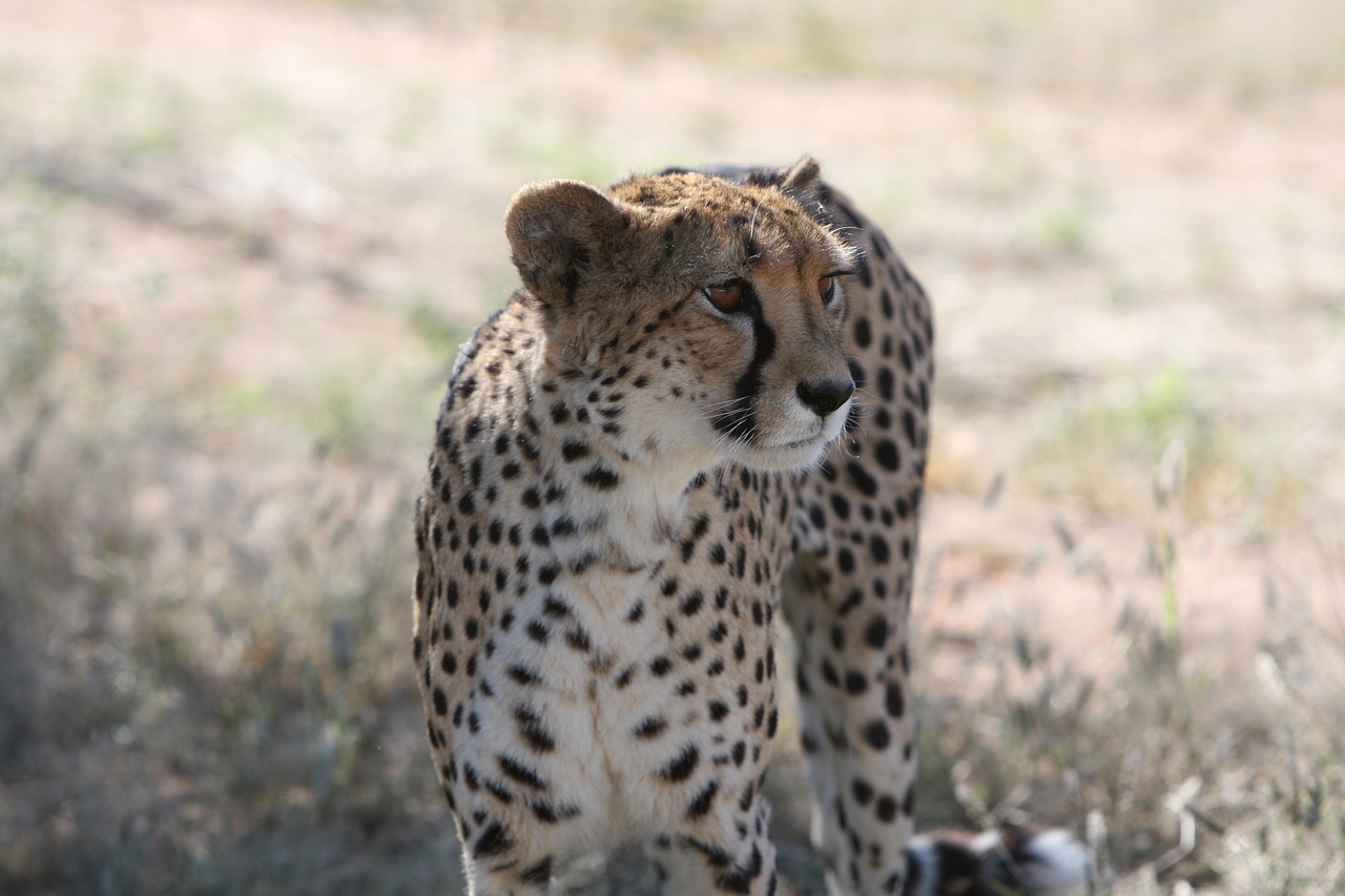 Gepardas, Namibija, Safari, Laukiniai, Medžiotojas, Plėšrūnas, Laukinis Gyvūnas, Gamta, Gyvūnai, Dykuma