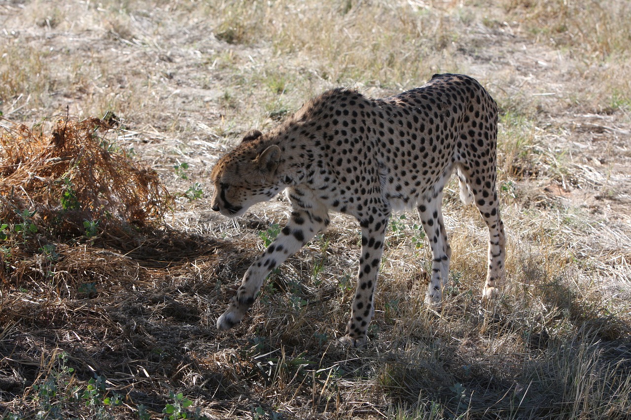 Gepardas, Namibija, Laukiniai, Gamta, Afrika, Laukiniai Gyvūnai, Safari, Laukinis Gyvenimas, Gyvūnai, Pietų Afrika