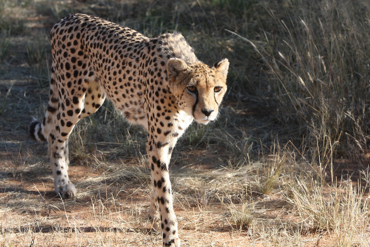 Gepardas, Namibija, Laukiniai, Gamta, Laukiniai Gyvūnai, Afrika, Fotografija Laukinė, Pietų Afrika, Safari, Atrasti Laukinius