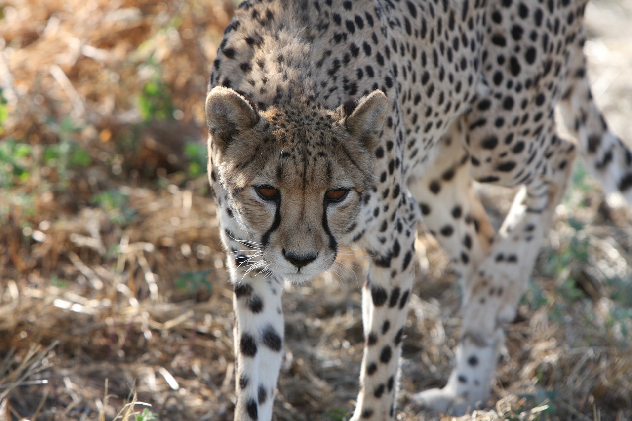 Gepardas, Namibija, Laukiniai, Gamta, Laukiniai Gyvūnai, Afrika, Fotografija Laukinė, Pietų Afrika, Safari, Atrasti Laukinius