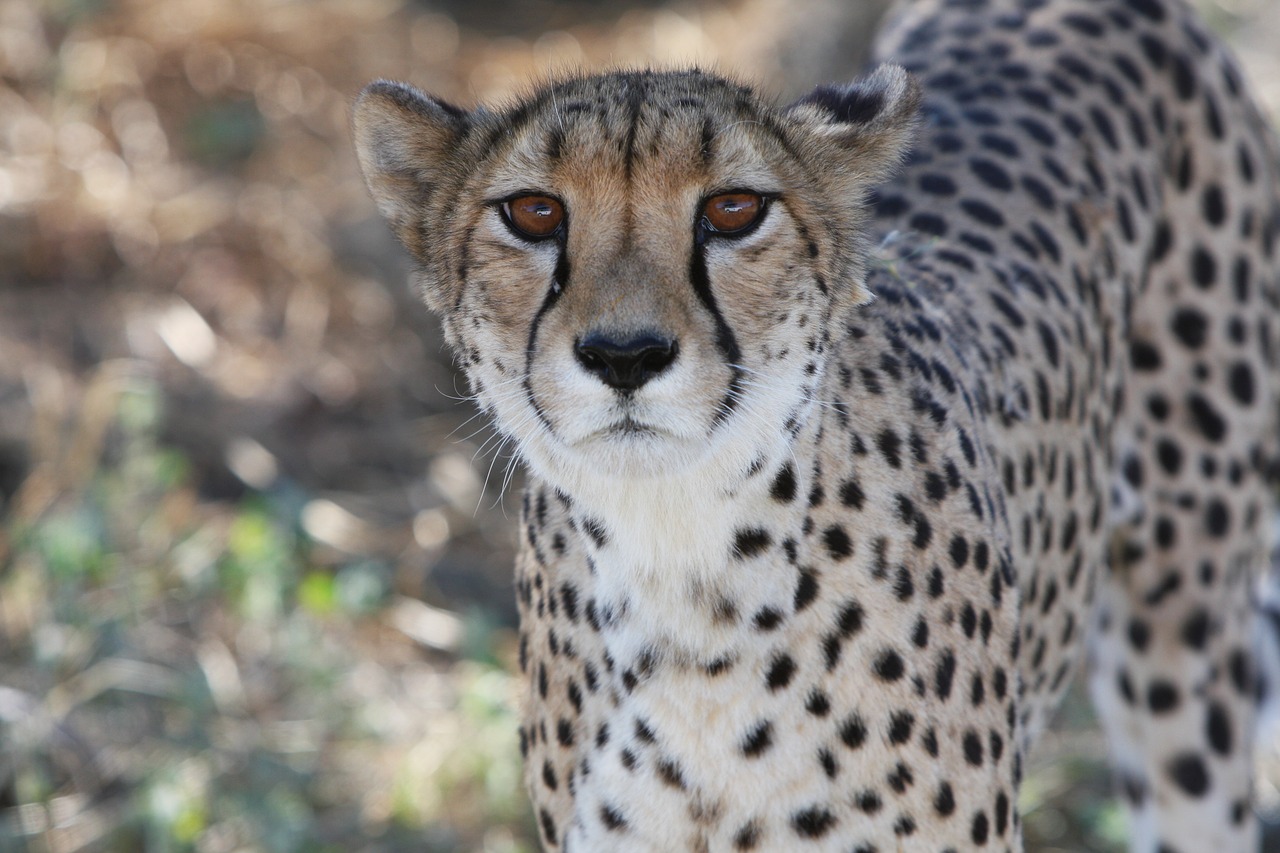 Gepardas, Namibija, Laukiniai, Gamta, Laukiniai Gyvūnai, Afrika, Fotografija Laukinė, Pietų Afrika, Safari, Atrasti Laukinius