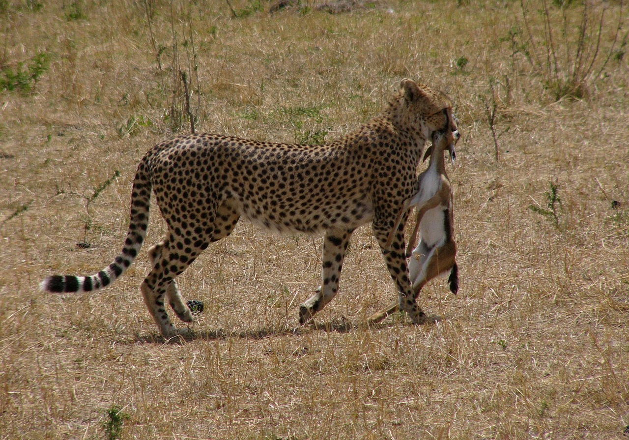 Gepardas, Kenya, Masai Mara Nacionalinis Parkas, Safari, Chilly, Grobis, Impala, Plėšrūnas, Medžioklė, Gamta