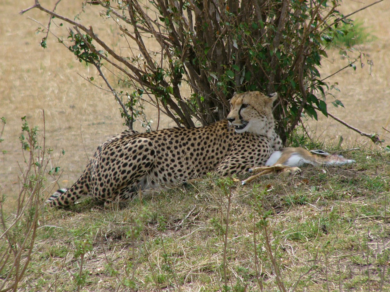 Gepardas, Kenya, Masai Mara Nacionalinis Parkas, Plėšrūnas, Impala, Safari, Afrika, Nacionalinis Parkas, Gamta, Grobis
