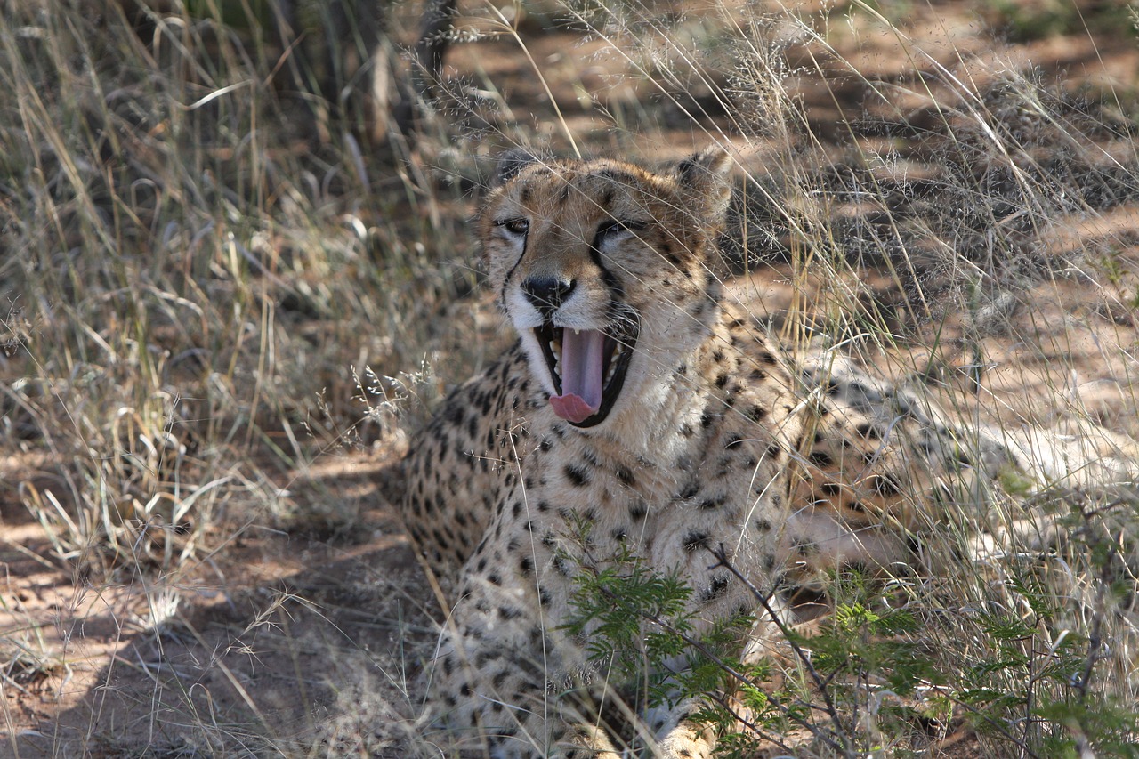 Gepardas, Plėšrūnas, Namibija, Laukiniai, Gamta, Dykuma, Safari, Laukiniai Gyvūnai, Medžioti, Gyvūnų Pasaulis