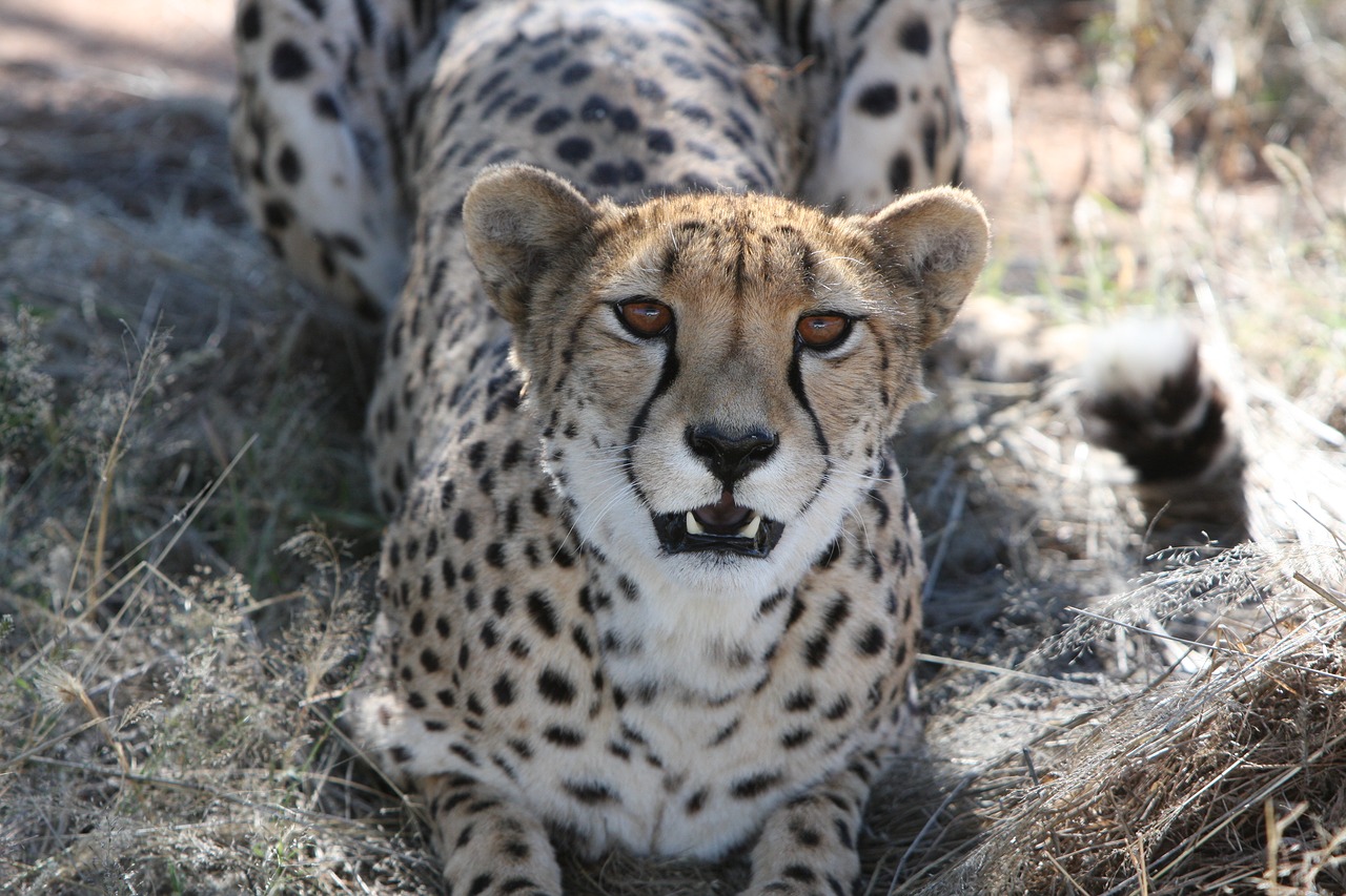 Gepardas, Plėšrūnas, Namibija, Laukiniai, Gamta, Dykuma, Safari, Laukiniai Gyvūnai, Medžioti, Gyvūnų Pasaulis