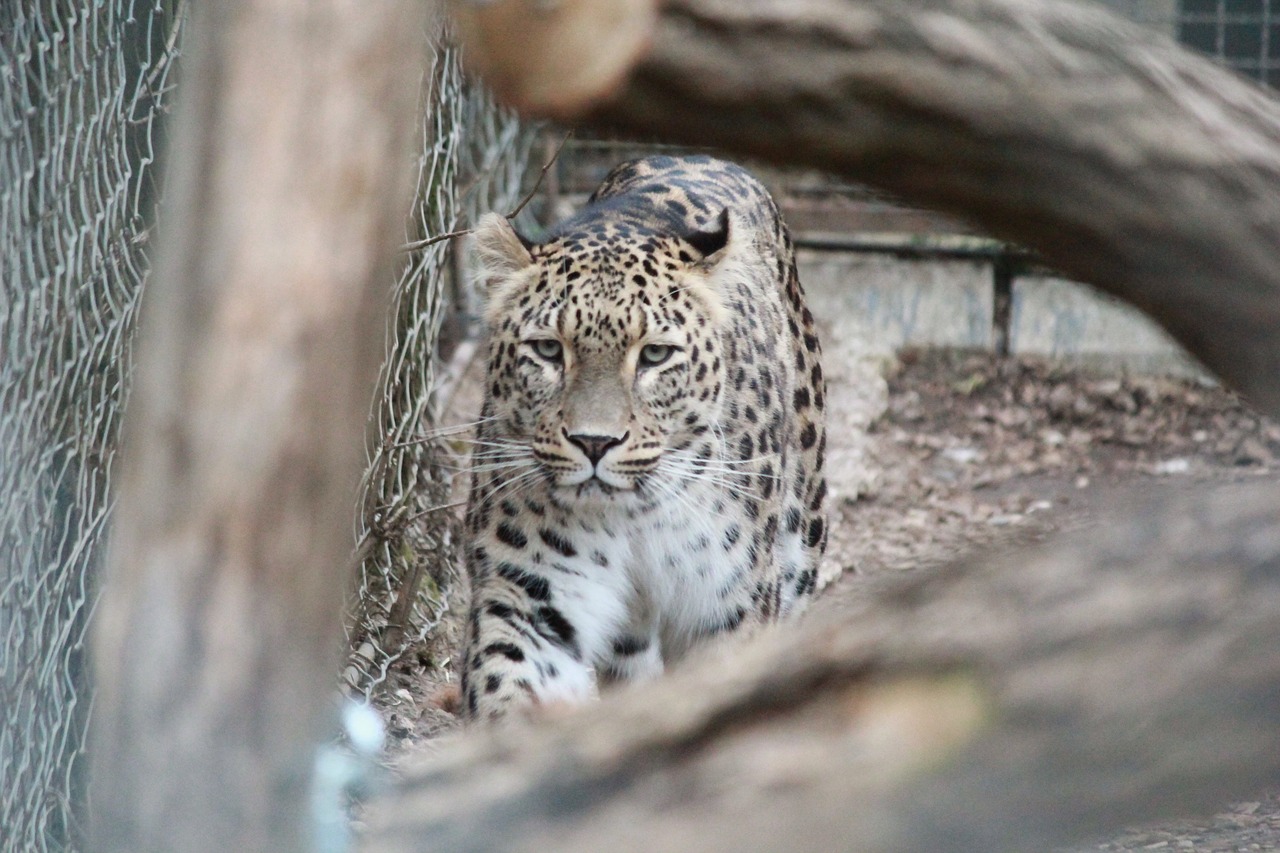 Gepardas, Gyvūnas, Laukiniai, Gamta, Katė, Afrikos, Zoologijos Sodas, Plėšrūnas, Leopardas, Nemokamos Nuotraukos