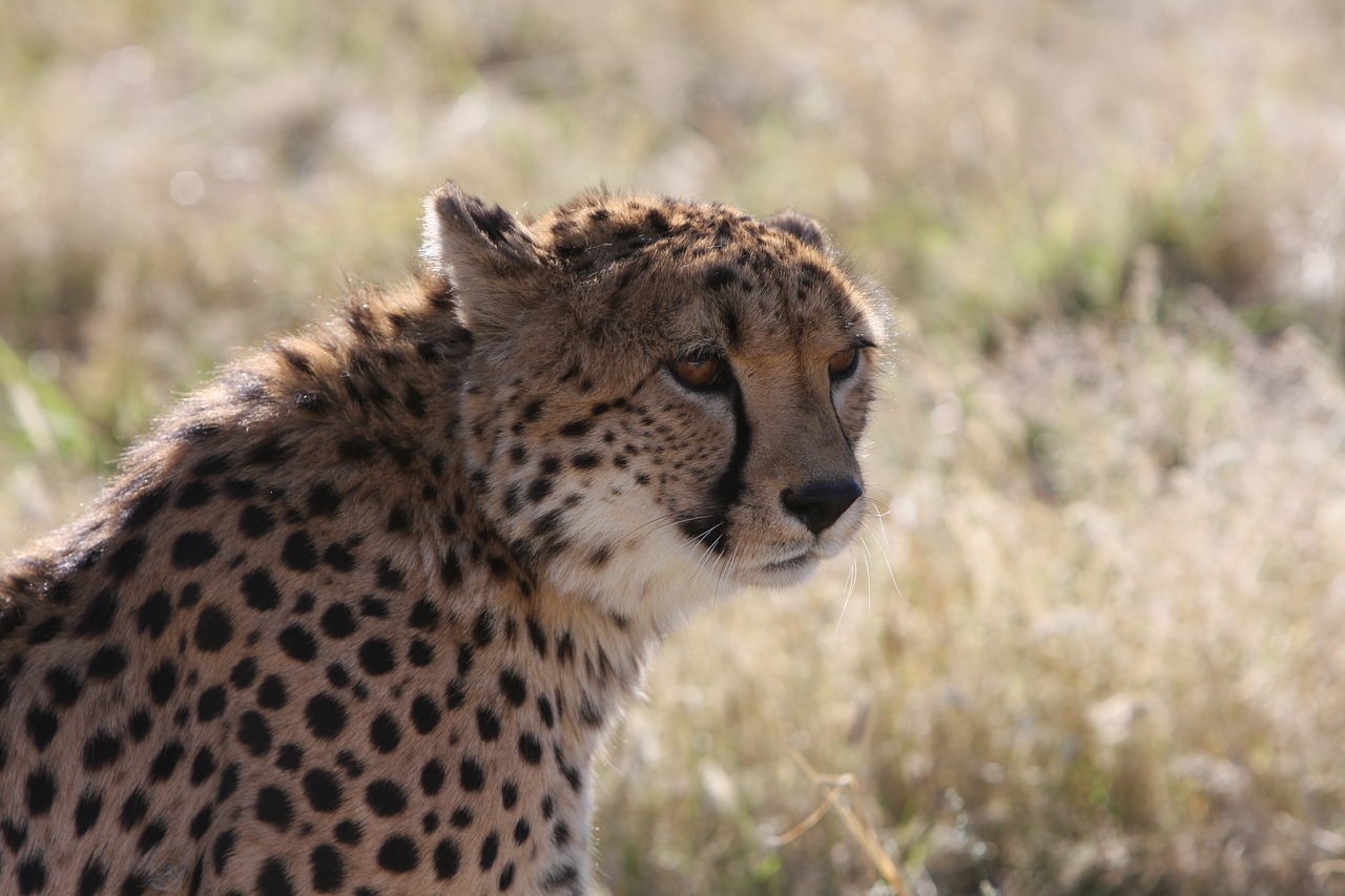 Gepardas, Safari, Namibija, Pietų Afrika, Laukiniai Gyvūnai, Laukiniai, Gamta, Plėšrūnas, Gyvūnas, Kačių