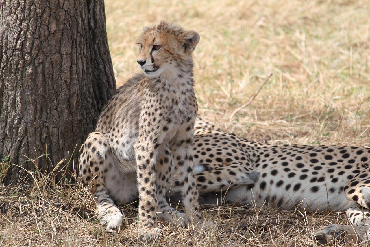 Gepardas, Afrika, Safari, Laukinė Gamta, Gyvūnas, Gamta, Kenya, Tanzanija, Dykuma, Katė