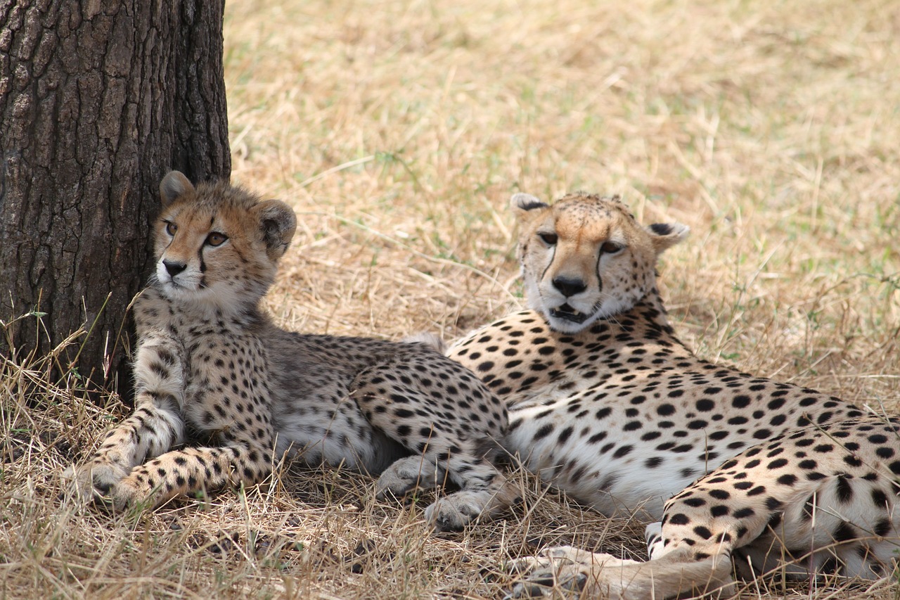 Gepardas, Afrika, Safari, Laukinė Gamta, Gyvūnas, Gamta, Kenya, Tanzanija, Dykuma, Katė