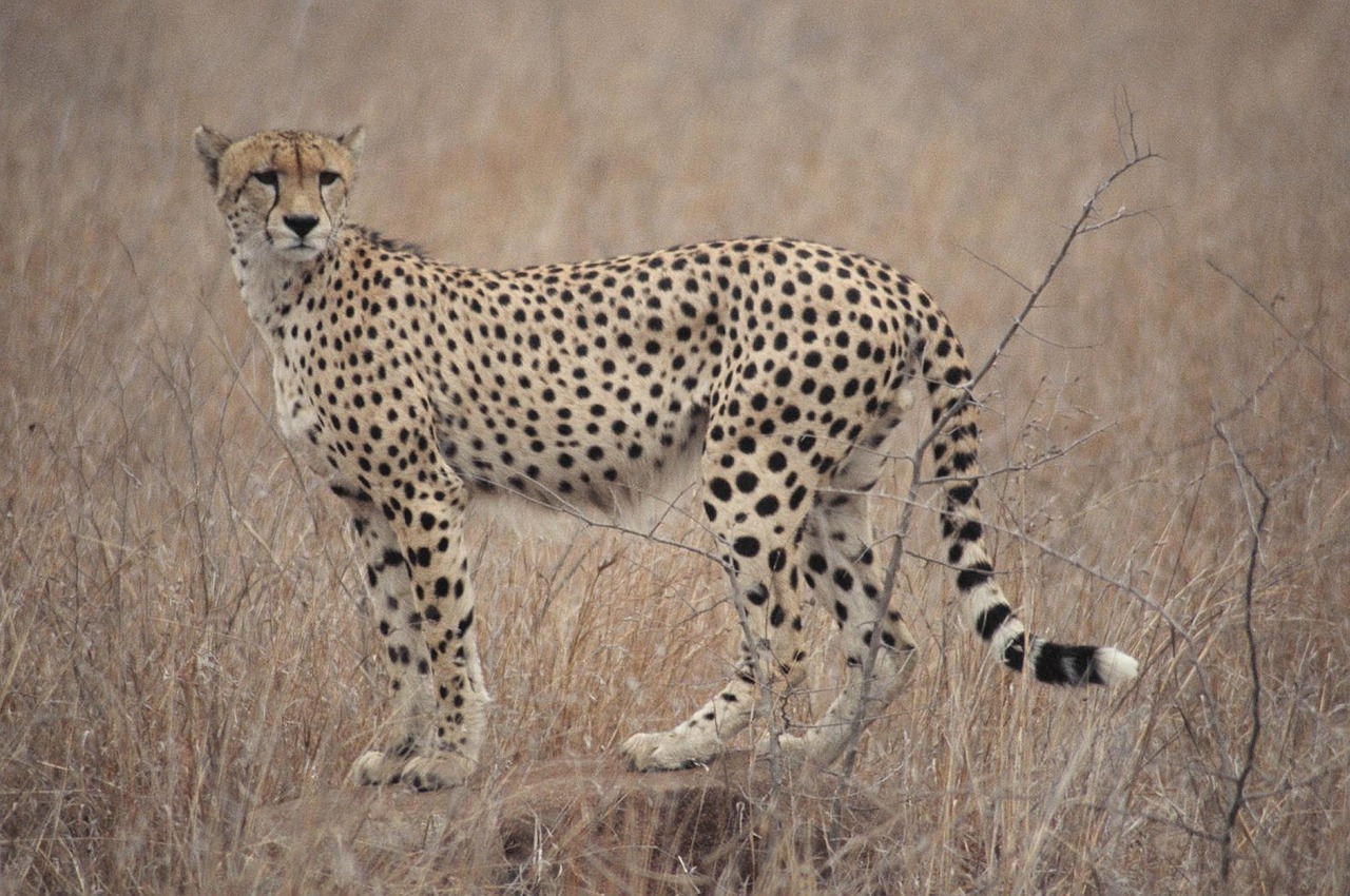 Gepardas, Pietų Afrika, Safari, Laukiniai, Nemokamos Nuotraukos,  Nemokama Licenzija