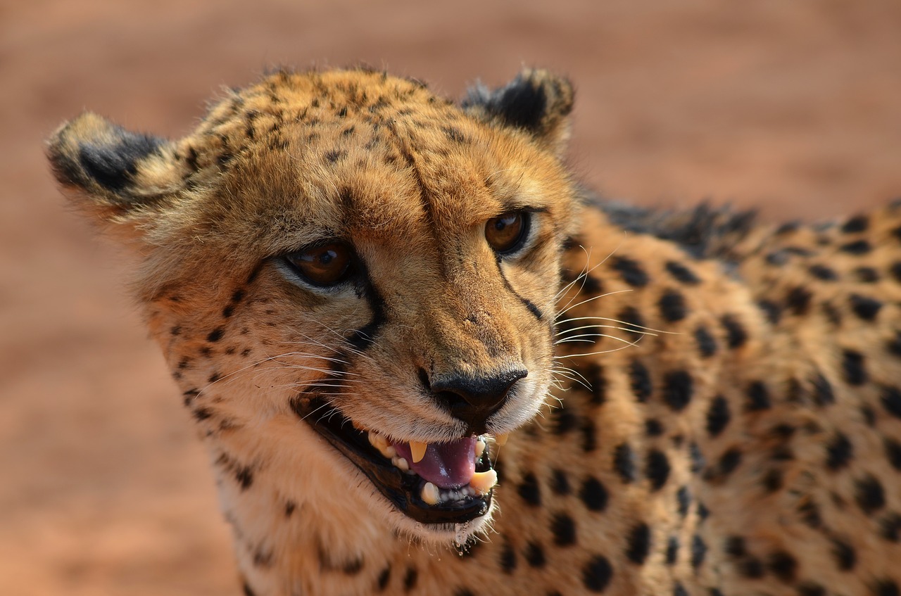 Gepardas, Namibija, Afrika, Gyvūnas, Didelė Katė, Plėšrūnas, Etosha, Nemokamos Nuotraukos,  Nemokama Licenzija