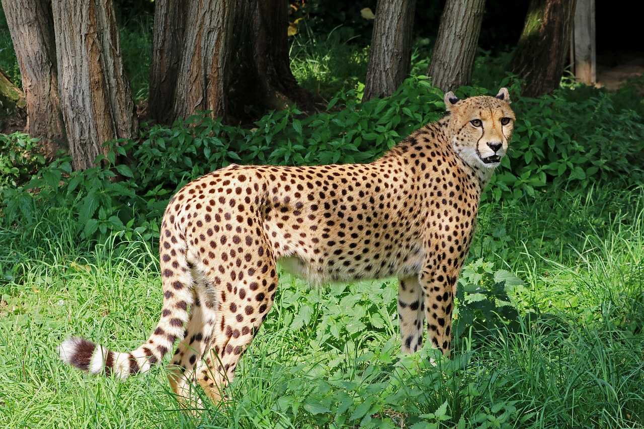 Gepardas, Plėšrūnas, Afrika, Gamta, Katė, Laukinis Gyvūnas, Didelė Katė, Zoologijos Sodas, Wildcat, Tiergarten