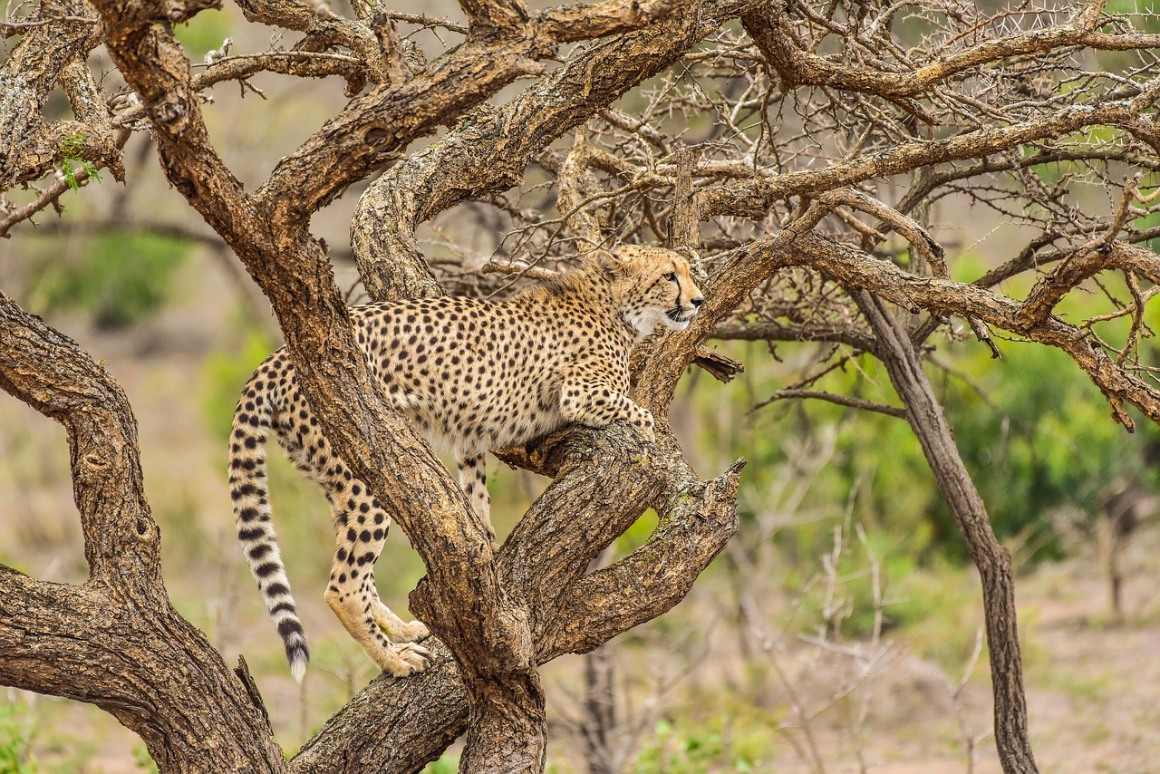 Gepardas, Phinda, Pietų Afrika, Safari, Kelionė, Plėšrūnas, Laukinė Gamta, Gyvūnas, Kamufliažas, Mėsėdis