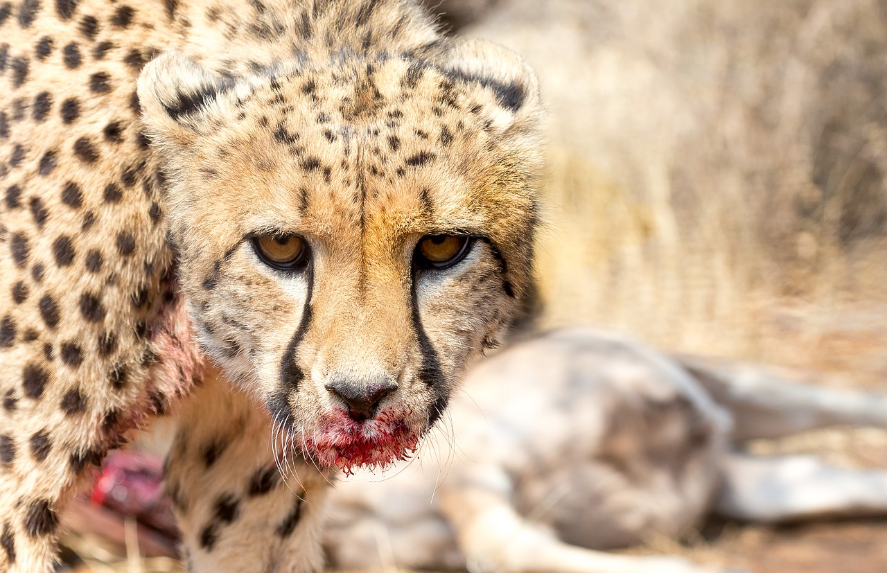 Gepardas, Afrika, Namibija, Katė, Grobis, Medžioti, Kraujas, Nemokamos Nuotraukos,  Nemokama Licenzija