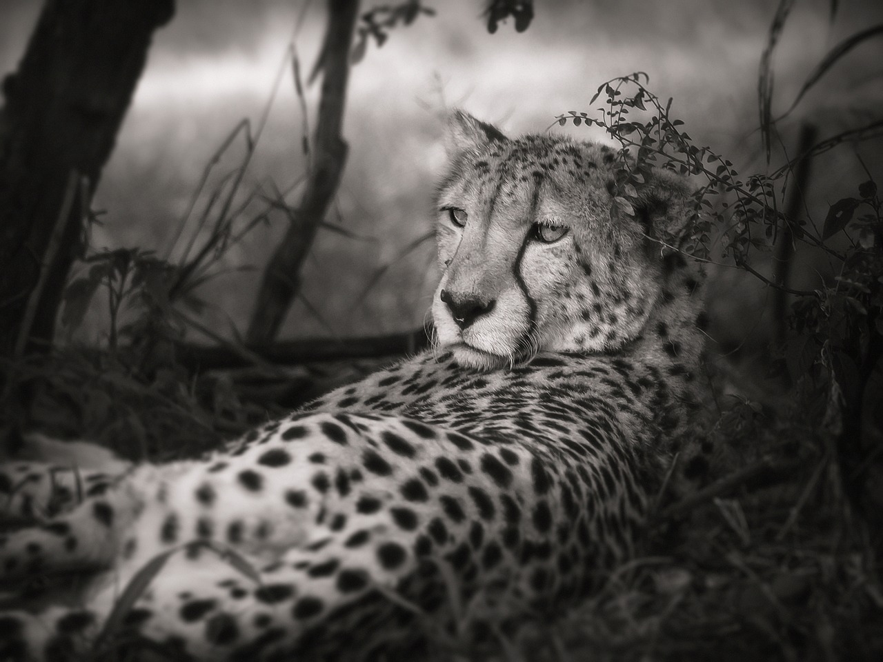 Gepardas, Juoda Ir Balta, Afrika, Didelė Katė, Safari, Pietų Afrika, Plėšrūnas, Nacionalinis Parkas, Gamta, Wildcat