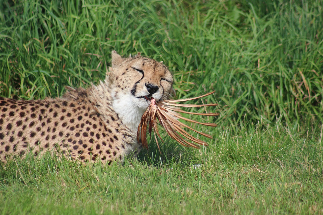 Gepardas, Maitinimas, Zoologijos Sodas, Afrika, Didelis, Katė, Laukinė Gamta, Safari, Gyvūnas, Kačių