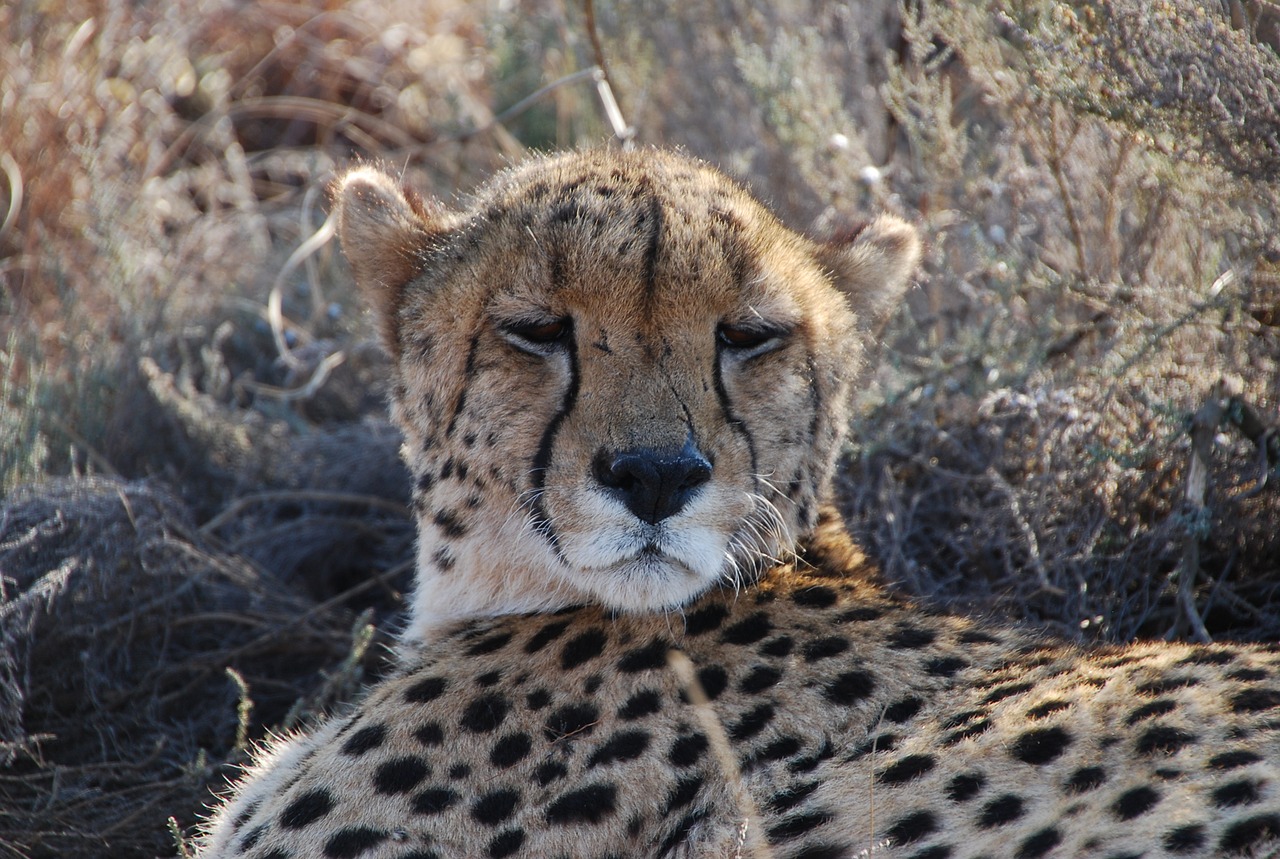 Gepardas, Pietų Afrika, Laukinė Gamta, Nemokamos Nuotraukos,  Nemokama Licenzija