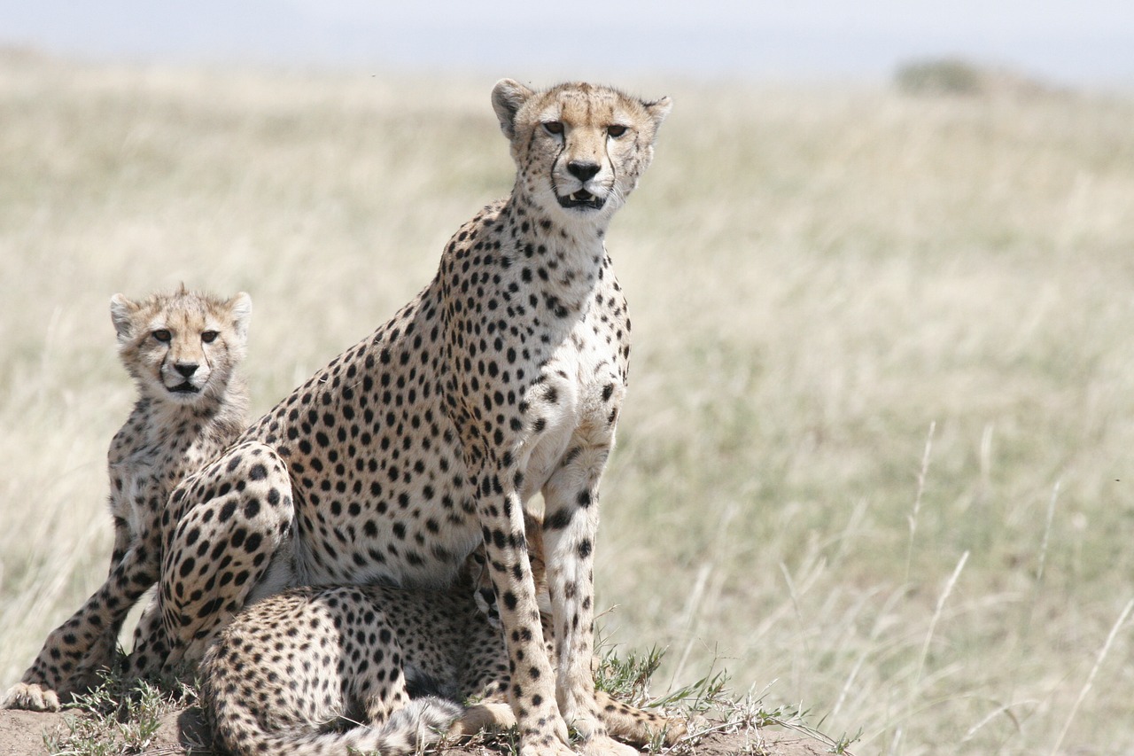 Gepardas,  Cheetah Motinos,  Cheetah Kub,  Gyvūnijos,  Laukinių,  Mėsėdis,  Pobūdį,  Safari,  Katė,  Predator