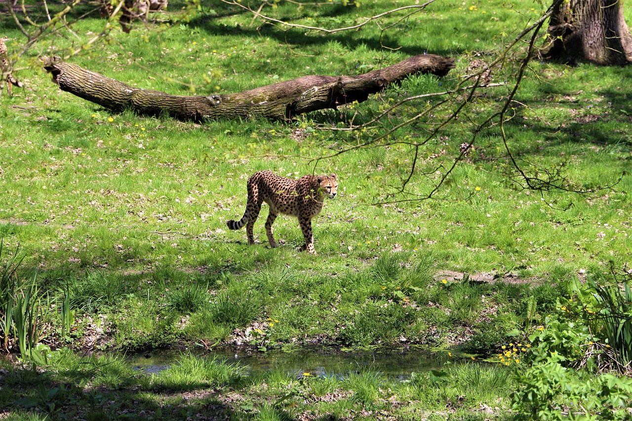 Gepardas,  Zoo,  Gyvūnas,  Kačių,  Pobūdį,  Tawny,  Užduotys,  Juodos Spalvos,  Augmenija,  Skystis