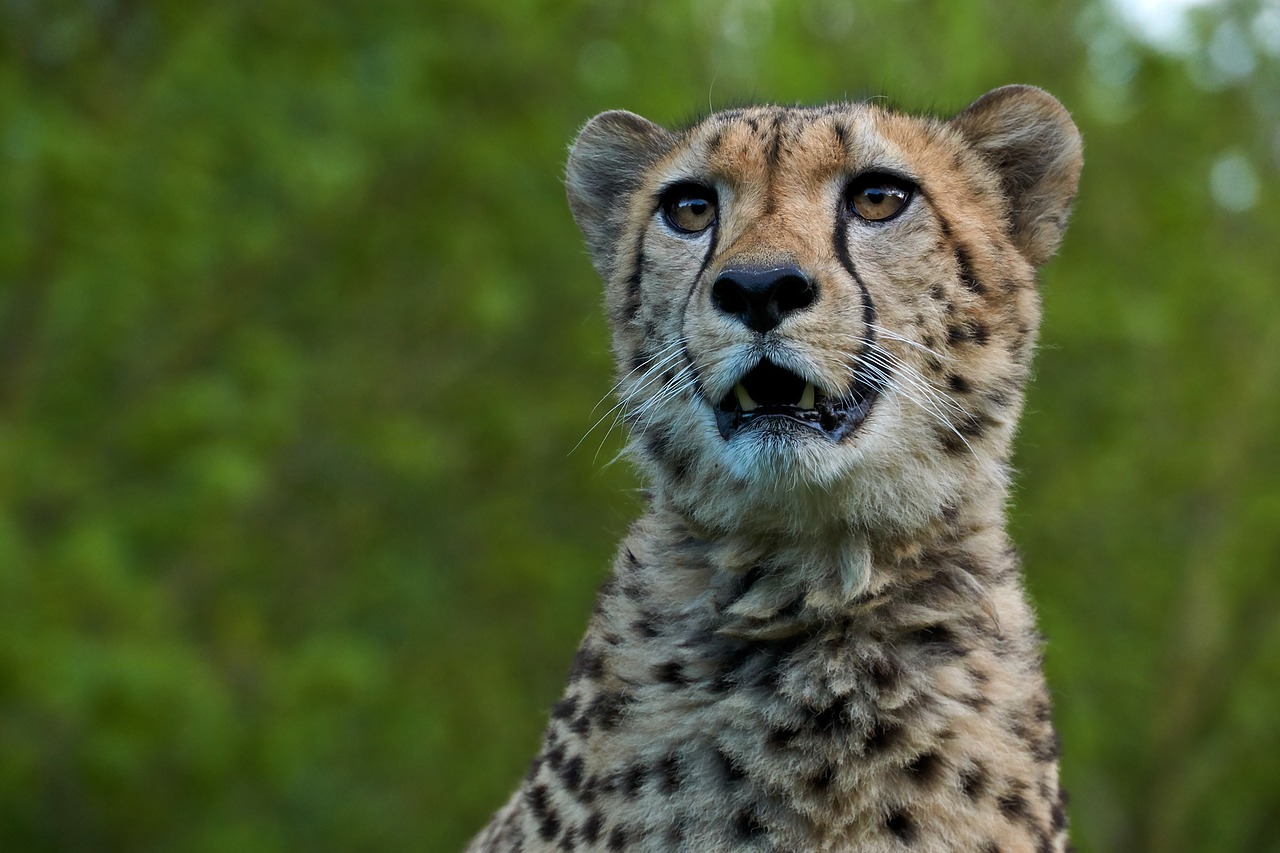 Gepardas,  Predator,  Afrikoje,  Laukinis Gyvūnas,  Didelė Katė,  Safari,  Portretas,  Akys,  Gyvūnų Nuotrauka,  Zoo