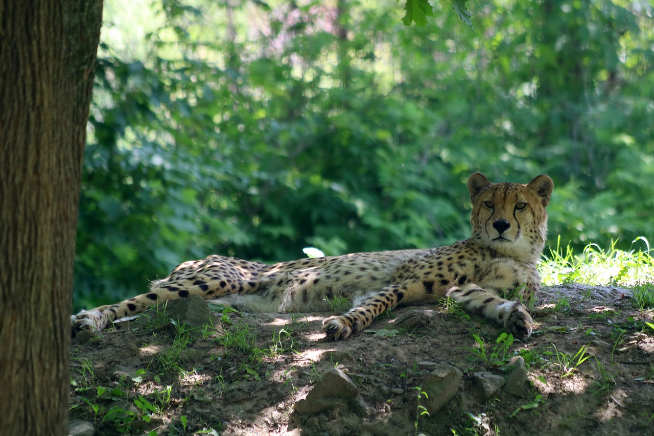 Gepardas,  Katė,  Pobūdį,  Gyvūnas,  Poilsio,  Zoo,  Žvėris,  Vaizdas, Nemokamos Nuotraukos,  Nemokama Licenzija